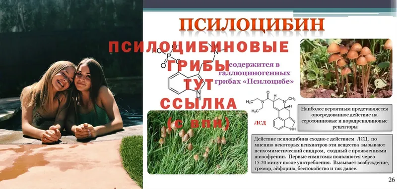 Галлюциногенные грибы Psilocybe  Теберда 